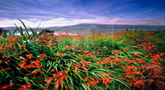 Montbretien am Straenrand / Valentia Island