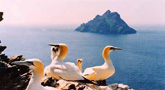 Gannets auf den Skelligs