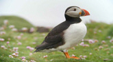 Puffin auf Skellig Michael